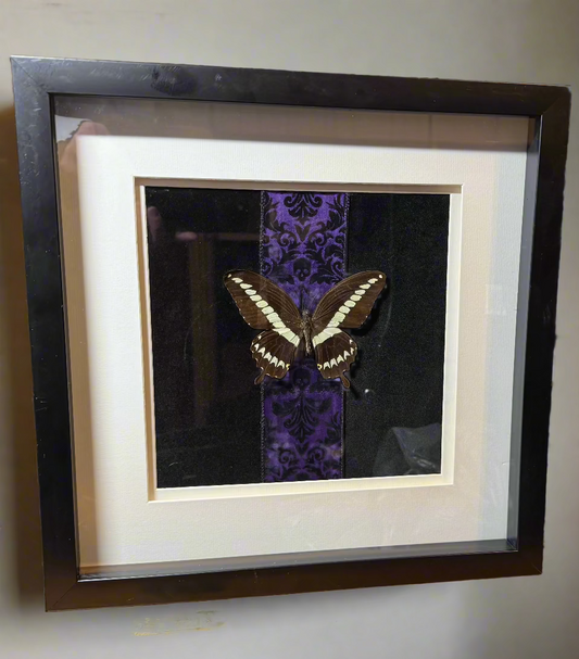 Pinned Butterfly
